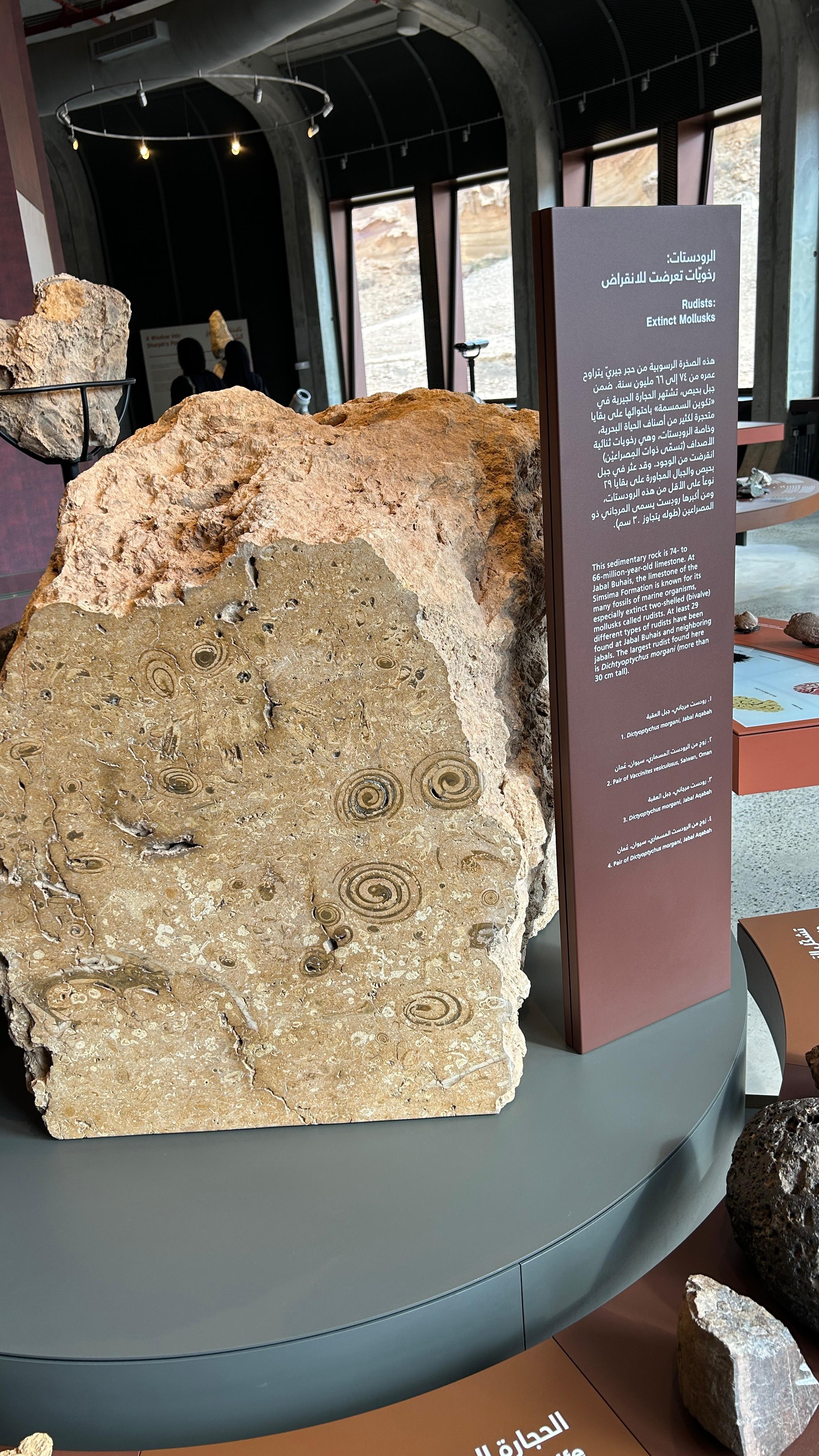 Ancient marine fossils at Buhais Geological Park