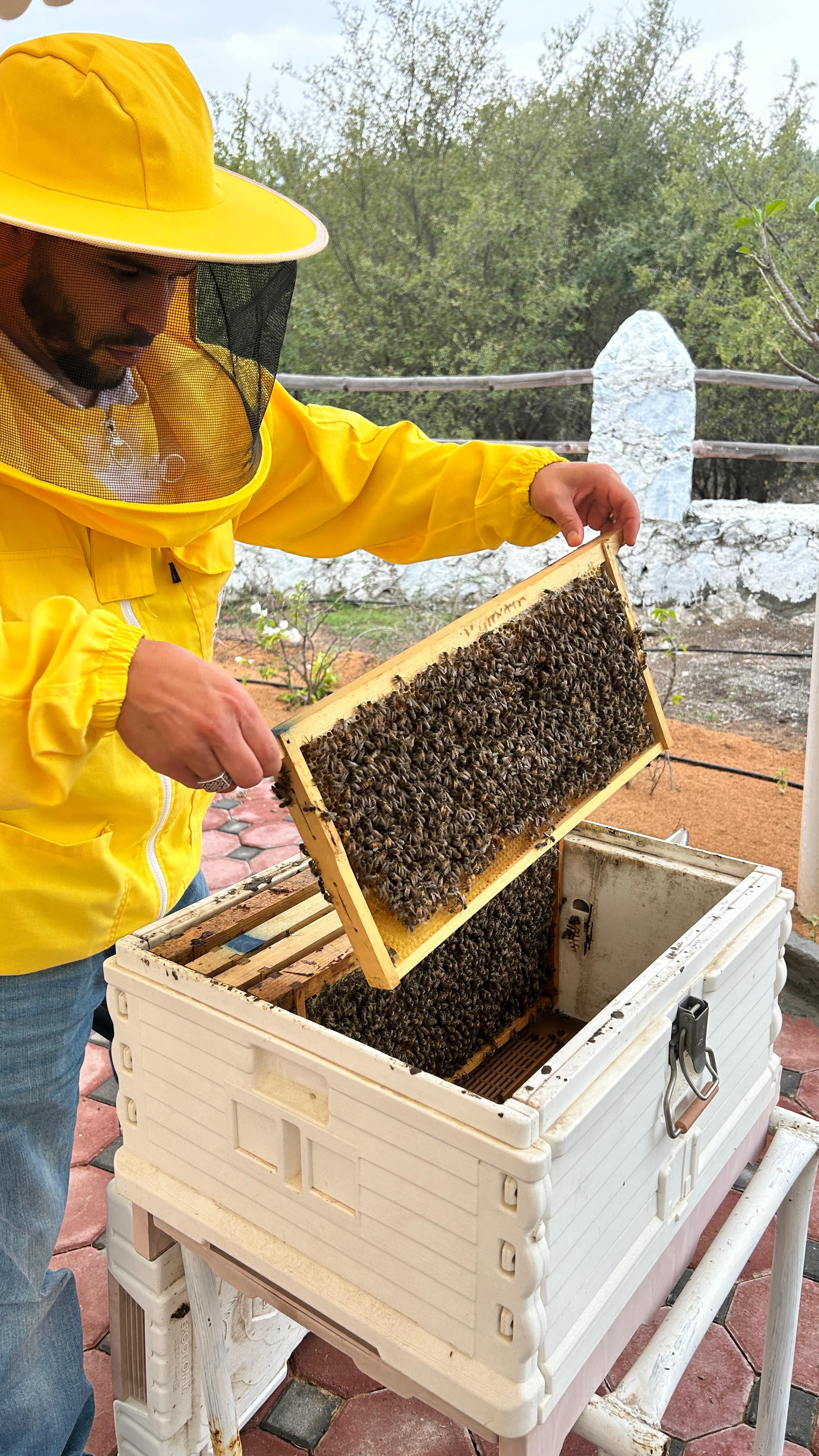 A beekeeper opening a hive at Hatta Honey Bee Garden