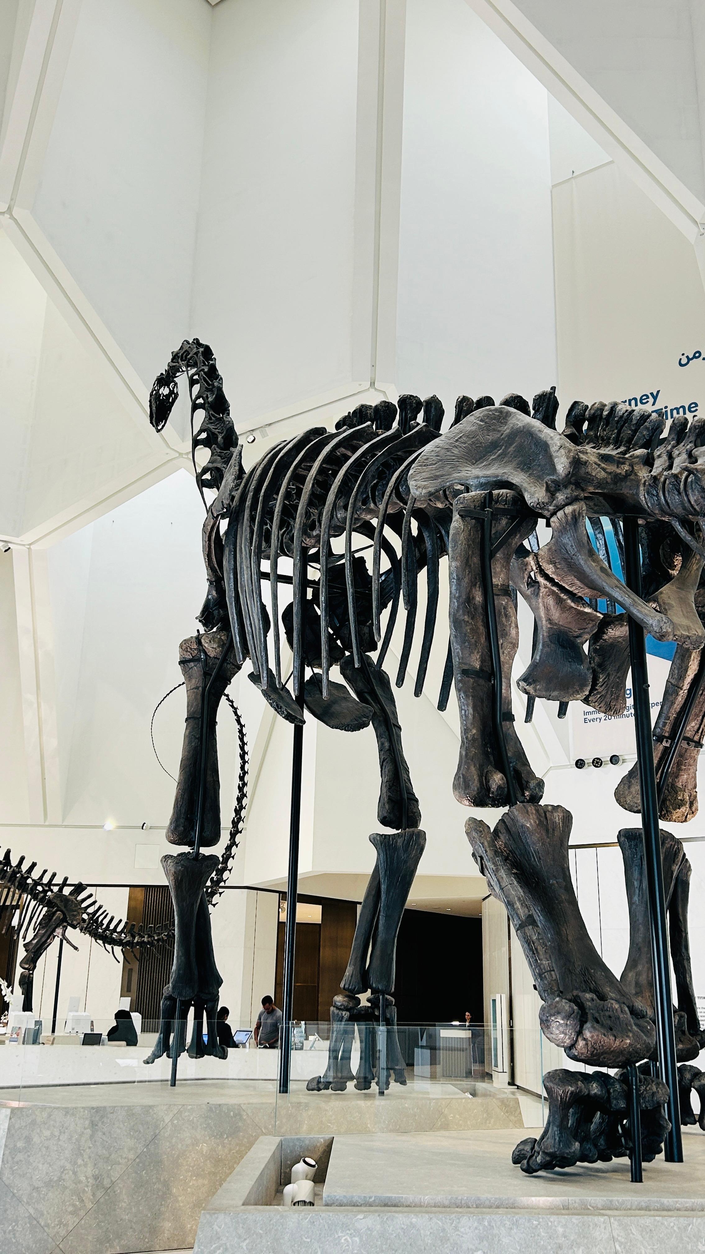 The enormous dinosaur skeletons dominating the museum's entrance hall.