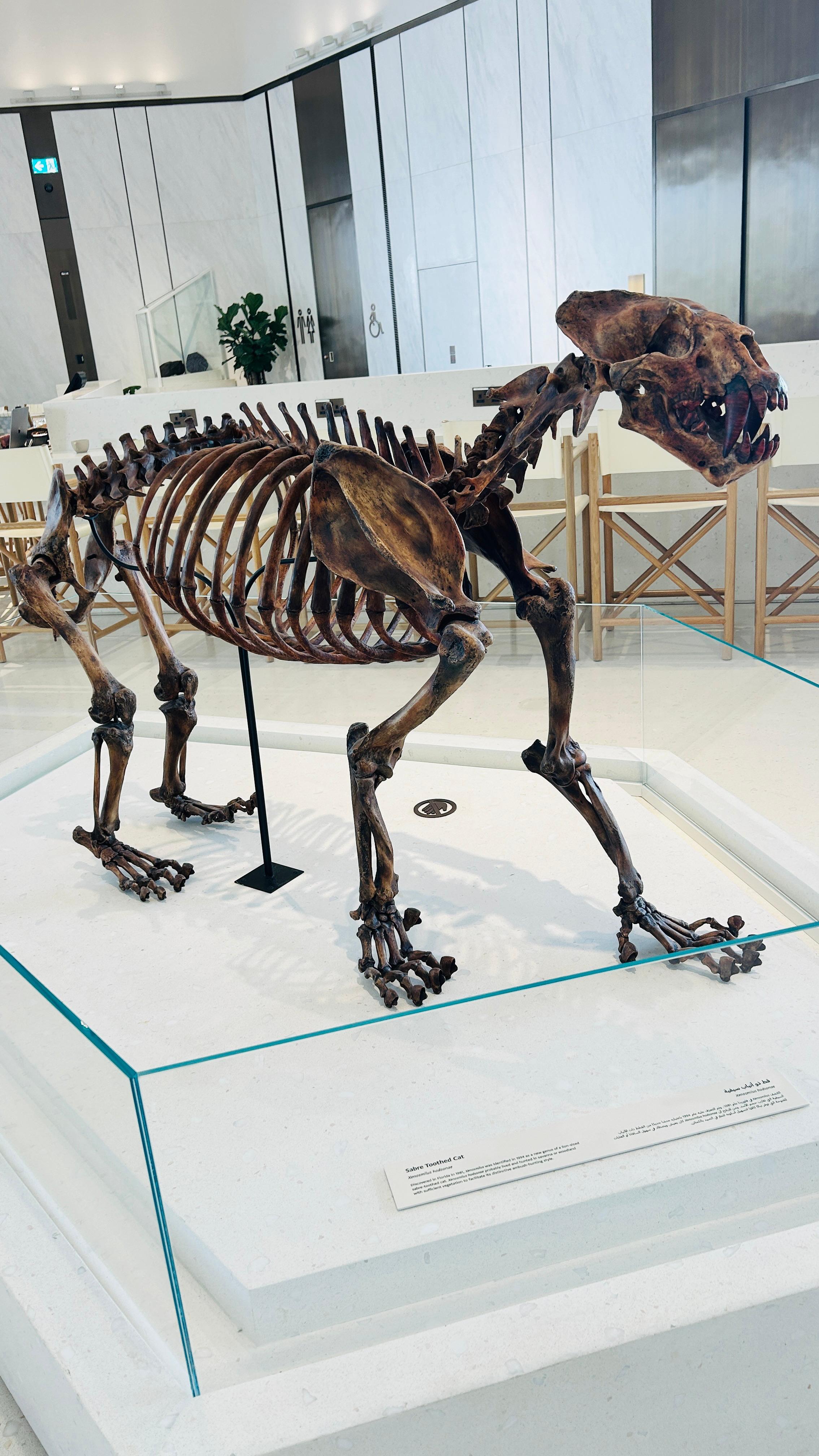 Sabre-toothed cat skeleton.